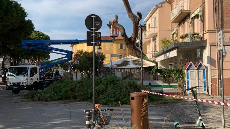 Rimini, il pino del Borgo va abbattuto Rimini, il pino del Borgo va abbattuto