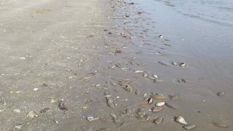 Moria di pesci a Cesenatico per mancanza di ossigeno in acqua Moria di pesci a Cesenatico per mancanza di ossigeno in acqua