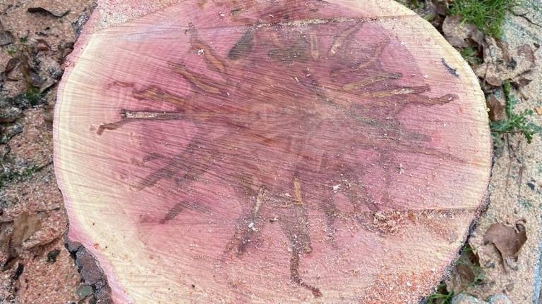 Dieci alberi da abbattere in alcune zone di Cesena Dieci alberi da abbattere in alcune zone di Cesena
