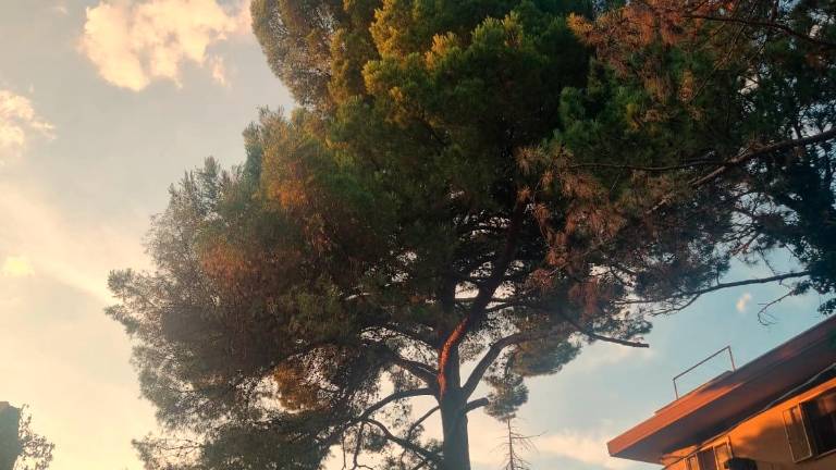 Riccione. Salvare il pino e i nidi degli uccelli, l’appello delle associazioni Riccione. Salvare il pino e i nidi degli uccelli, l’appello delle associazioni