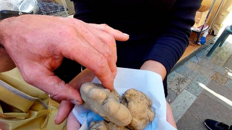 Sant’Agata Feltria, il prezzo del tartufo sceso a 1.500 euro al chilo Sant’Agata Feltria, il prezzo del tartufo sceso a 1.500 euro al chilo