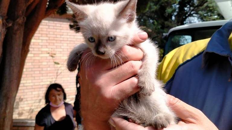 In cima a un cipresso per tre giorni: gattino salvato a San Giovanni in Marignano VIDEO In cima a un cipresso per tre giorni: gattino salvato a San Giovanni in Marignano VIDEO