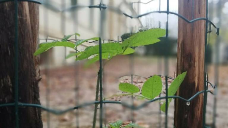 Giornata Nazionale dell'Albero: i carabinieri protagonisti a Ravenna, Brisighella e Bagnacavallo Giornata Nazionale dell'Albero: i carabinieri protagonisti a Ravenna, Brisighella e Bagnacavallo