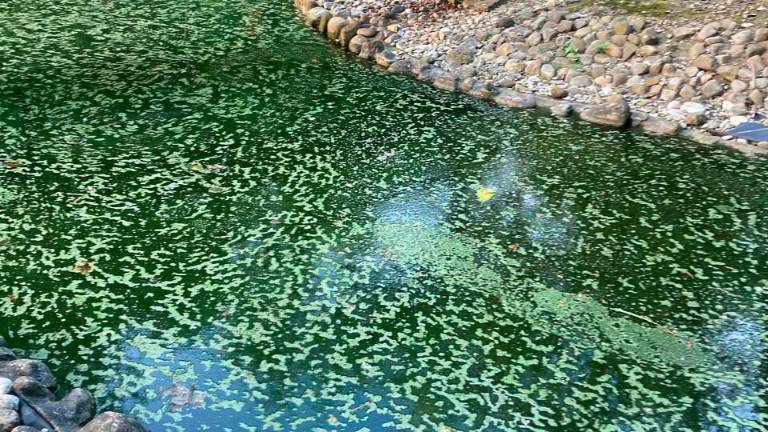 La situazione dell’acqua dei laghetti fotografata dal Comitato Amici del Parco delle Acque La situazione dell’acqua dei laghetti fotografata dal Comitato Amici del Parco delle Acque