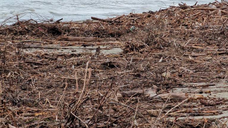Rimini, le mareggiate portano tonnellate di legname sulla spiaggia di Rivabella VIDEO GALLERY Rimini, le mareggiate portano tonnellate di legname sulla spiaggia di Rivabella VIDEO GALLERY