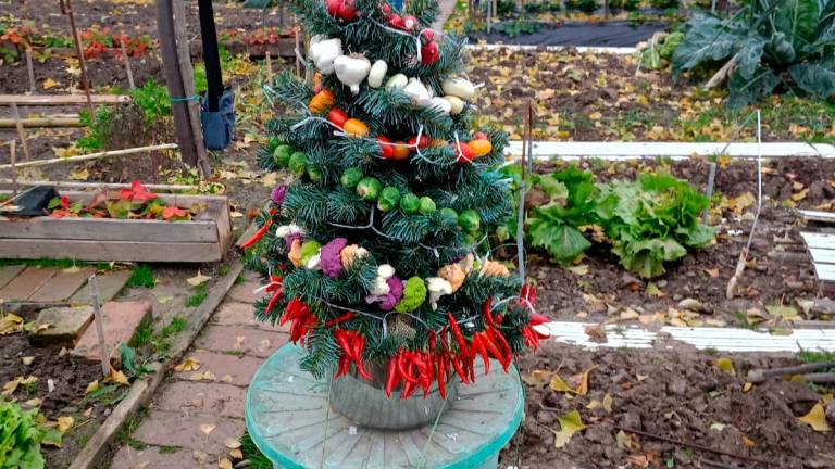 L’albero “botanico” di Natale L’albero “botanico” di Natale
