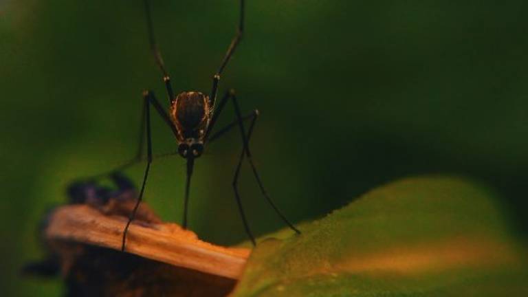Lido Adriano, confermato il caso di dengue Prosegue la disinfestazione Lido Adriano, confermato il caso di dengue Prosegue la disinfestazione