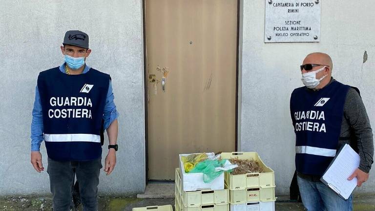 Rimini. Capitaneria sequestra 50 chili di pesce e lo dona alla Caritas Rimini. Capitaneria sequestra 50 chili di pesce e lo dona alla Caritas