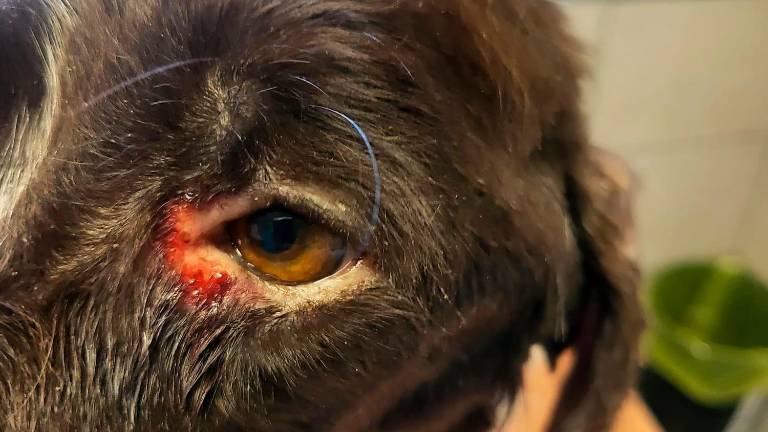 Il cane non ce l’ha fatta Il cane non ce l’ha fatta