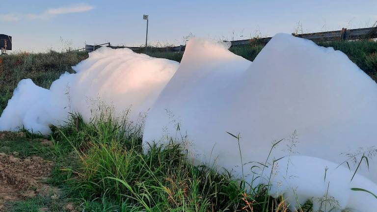 Bagnacavallo, esce schiuma dal Fosso Vecchio. Coldiretti: «Serve una bonifica» Bagnacavallo, esce schiuma dal Fosso Vecchio. Coldiretti: «Serve una bonifica»