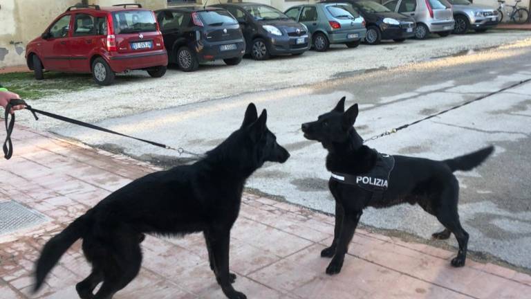 Forlì, Progetto scuole sicure: il cane Imperator scopre un involucro di hashish Forlì, Progetto scuole sicure: il cane Imperator scopre un involucro di hashish