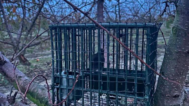 Cesena, bracconiere stende una maxi-rete per gli uccelli: scatta la denuncia - Gallery Cesena, bracconiere stende una maxi-rete per gli uccelli: scatta la denuncia - Gallery