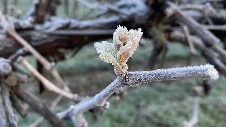 Gelate, conto salato:danni in Romagna per oltre 200 milioni Gelate, conto salato:danni in Romagna per oltre 200 milioni