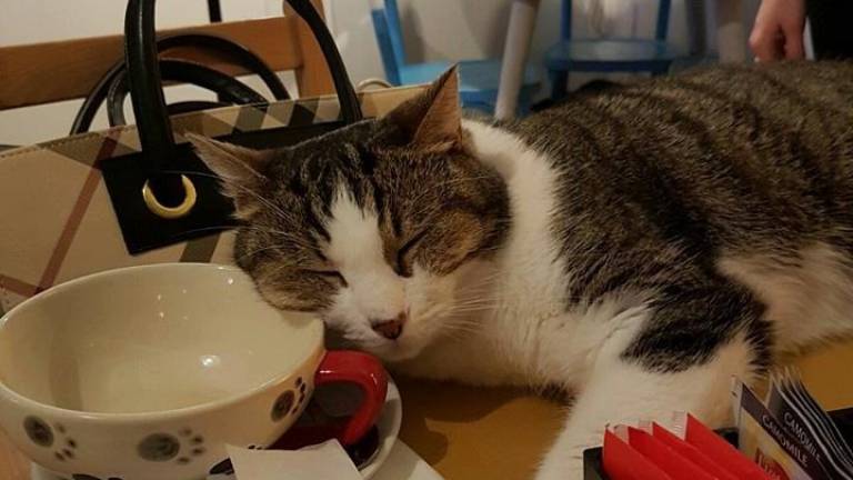 Lugo: tè, libri e biscotti da gustare insieme ai gatti Lugo: tè, libri e biscotti da gustare insieme ai gatti