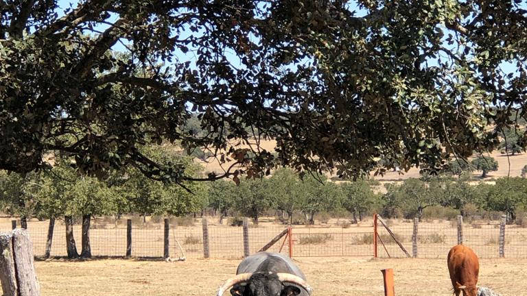 Anziano incornato da un toro a Sogliano al Rubicone Anziano incornato da un toro a Sogliano al Rubicone