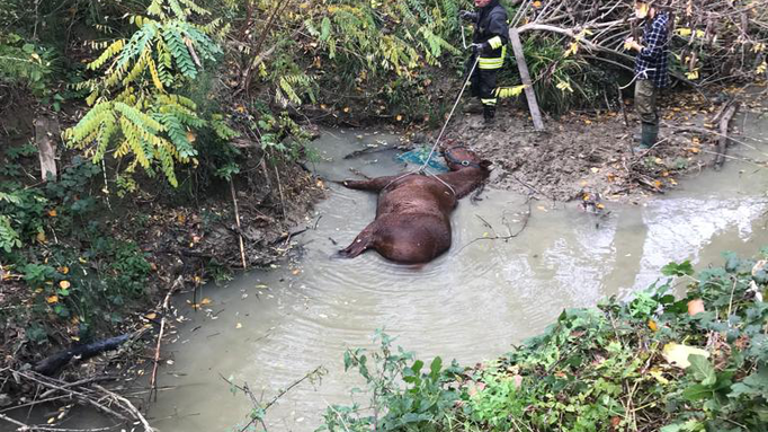 Riccione, cavallo intrappolato nel Rio Melo salvato dai vigili del fuoco Riccione, cavallo intrappolato nel Rio Melo salvato dai vigili del fuoco