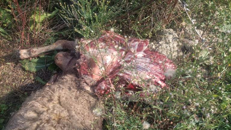 Lupi in Bassa Romagna, il banchetto continua: la denuncia della Coldiretti Lupi in Bassa Romagna, il banchetto continua: la denuncia della Coldiretti