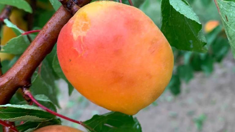 Cesena, la grandine annienta i raccolti di pesche e albicocche Cesena, la grandine annienta i raccolti di pesche e albicocche