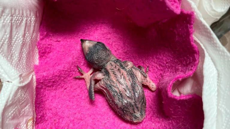 Dal piccolo tasso al cucciolo di istrice: una lunga storia di animali salvati per il Cras Rimini - Gallery Dal piccolo tasso al cucciolo di istrice: una lunga storia di animali salvati per il Cras Rimini - Gallery