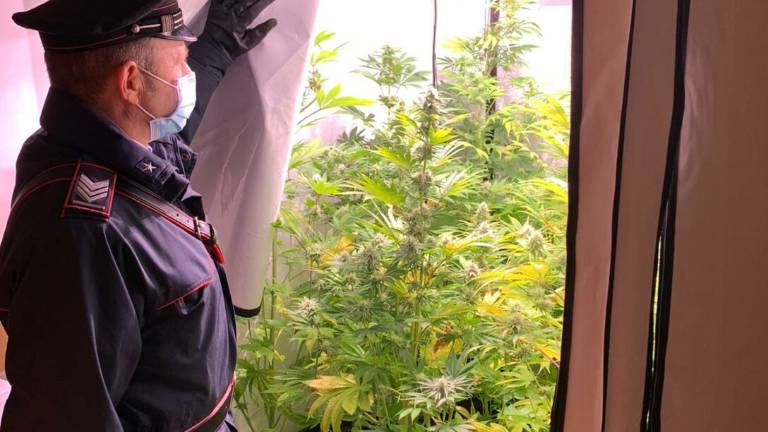 Montescudo-Montecolombo. Lite in casa svela serra di marijuana Montescudo-Montecolombo. Lite in casa svela serra di marijuana