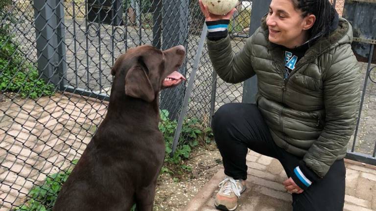 Fusignano, ritrovato il cane rubato da un cortile Fusignano, ritrovato il cane rubato da un cortile