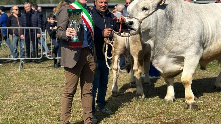 Morciano, il toro Indovinello è il campione della fiera - Gallery Morciano, il toro Indovinello è il campione della fiera - Gallery