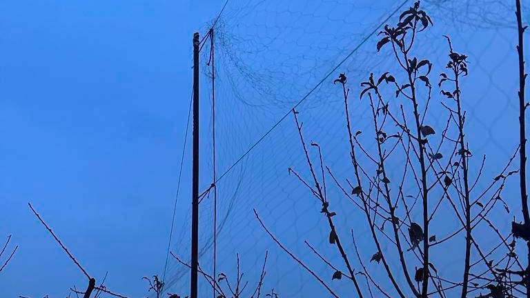 Cesena, bracconiere stende una maxi-rete per gli uccelli: scatta la denuncia - Gallery Cesena, bracconiere stende una maxi-rete per gli uccelli: scatta la denuncia - Gallery