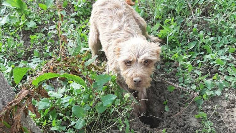 Cane rapito a Lugo, disperato appello del padrone Cane rapito a Lugo, disperato appello del padrone