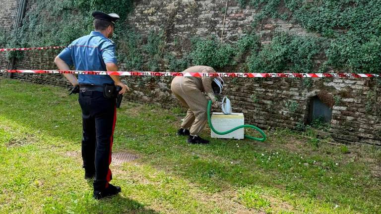 Lugo, sciame di api terrorizza il centro storico durante il mercato ambulante Lugo, sciame di api terrorizza il centro storico durante il mercato ambulante