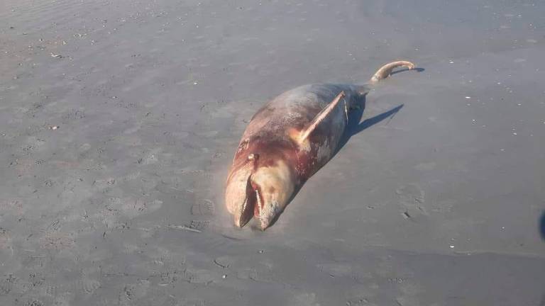 La mareggiata trascina sulla spiaggia di Bellaria Igea Marina la carcassa di un delfino La mareggiata trascina sulla spiaggia di Bellaria Igea Marina la carcassa di un delfino