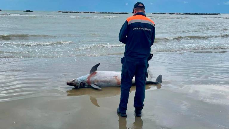 Cesenatico, delfino morto in spiaggia Cesenatico, delfino morto in spiaggia