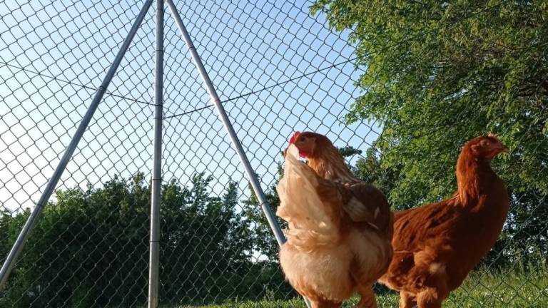 Forlì, pollaio sociale: adotta una gallina e avrai uova fresche per un anno Forlì, pollaio sociale: adotta una gallina e avrai uova fresche per un anno