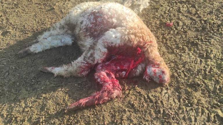 Rimini, alpaca uccisi dai lupi: Danno da 10mila euro Rimini, alpaca uccisi dai lupi: Danno da 10mila euro