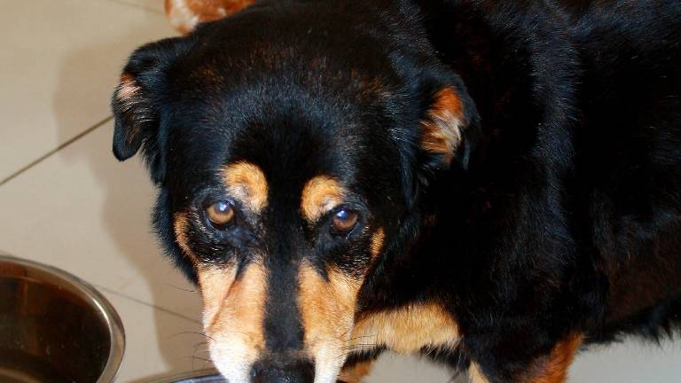 Forlì, maxi sequestro di cibo e farmaci per animali da compagnia scaduti Forlì, maxi sequestro di cibo e farmaci per animali da compagnia scaduti