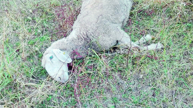 Nuovo attacco dei lupi a Forlì: «Costretti a fare la ronda» Nuovo attacco dei lupi a Forlì: «Costretti a fare la ronda»