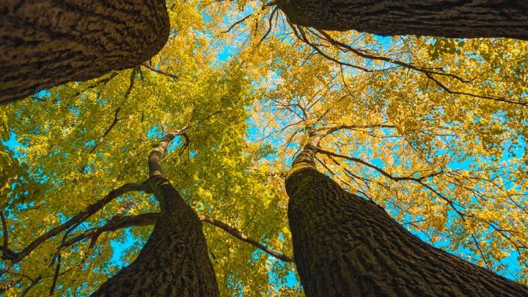 Rimini, 170 alberi lungo i viali della città Rimini, 170 alberi lungo i viali della città