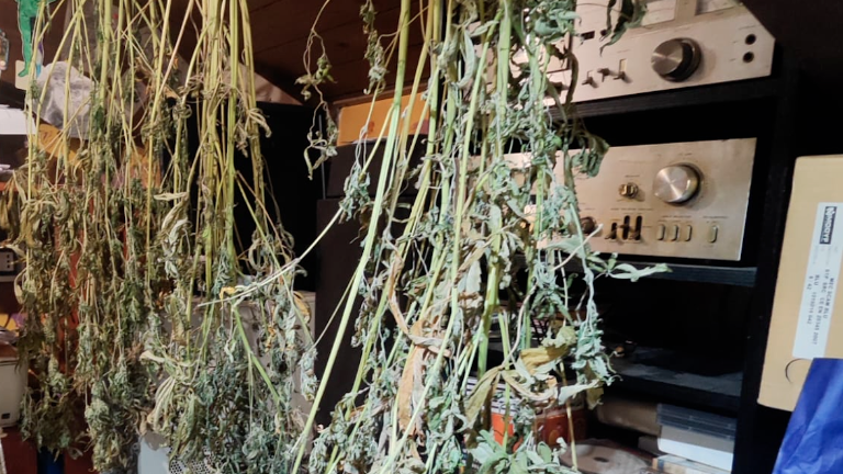 Rimini, coltiva marijuana in mansarda: finisce agli arresti domiciliari Rimini, coltiva marijuana in mansarda: finisce agli arresti domiciliari