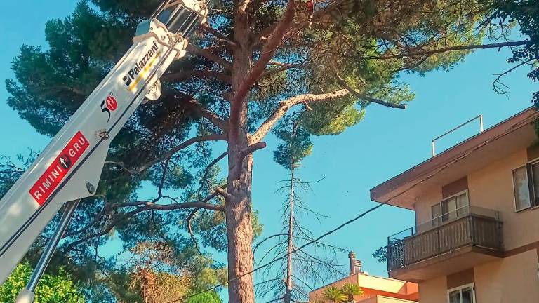 Riccione. Al via l’abbattimento del pino Riccione. Al via l’abbattimento del pino