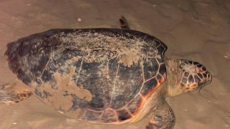Prima volta nella storia: tartaruga Caretta caretta nidifica a Riccione. VIDEO Prima volta nella storia: tartaruga Caretta caretta nidifica a Riccione. VIDEO