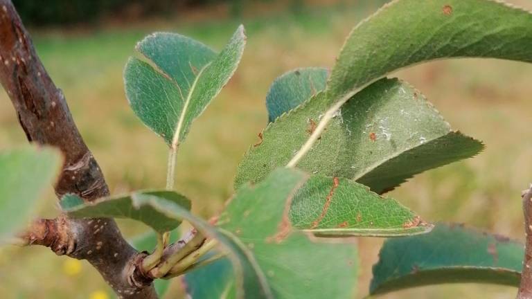 Benvenuti nella Food Forest, la foresta che si mangia a Santa Sofia VIDEO GALLERY Benvenuti nella Food Forest, la foresta che si mangia a Santa Sofia VIDEO GALLERY