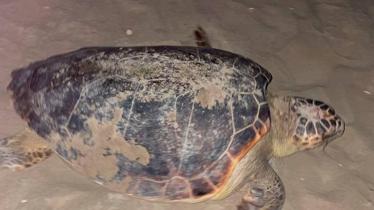 Riccione, nido tartarughe, si cercano volontari per controllarlo 24 ore su 24 GALLERY Riccione, nido tartarughe, si cercano volontari per controllarlo 24 ore su 24 GALLERY