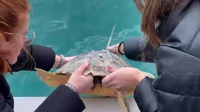 La tartaruga ferita dalle lenze e curata a Riccione torna in mare e ispira un cartone animato La tartaruga ferita dalle lenze e curata a Riccione torna in mare e ispira un cartone animato