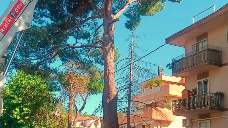 Riccione. Al via l’abbattimento del pino Riccione. Al via l’abbattimento del pino