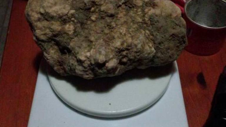 Tartufo da record raccolto nell’Appennino forlivese: 612 grammi Tartufo da record raccolto nell’Appennino forlivese: 612 grammi