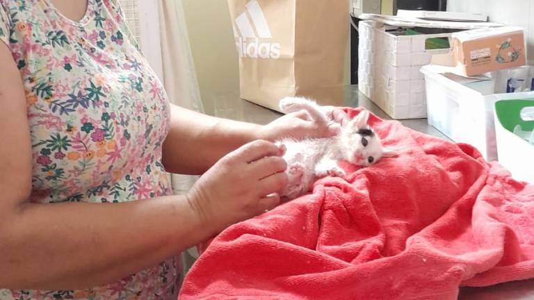 Lugo, una serata di pilates in mezzo ai gatti Lugo, una serata di pilates in mezzo ai gatti