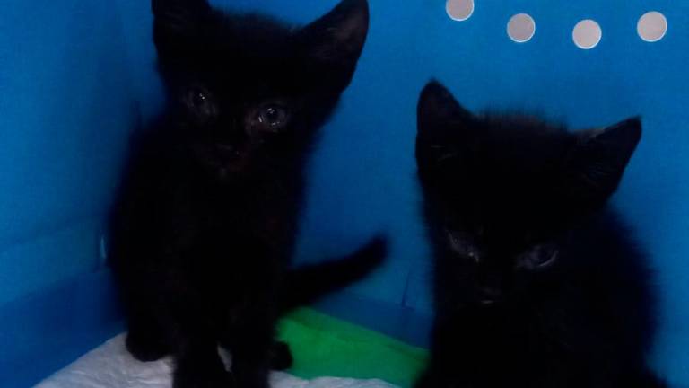 Due gattini neri di cui qualcuno si è sbarazzato a Gambettola Due gattini neri di cui qualcuno si è sbarazzato a Gambettola