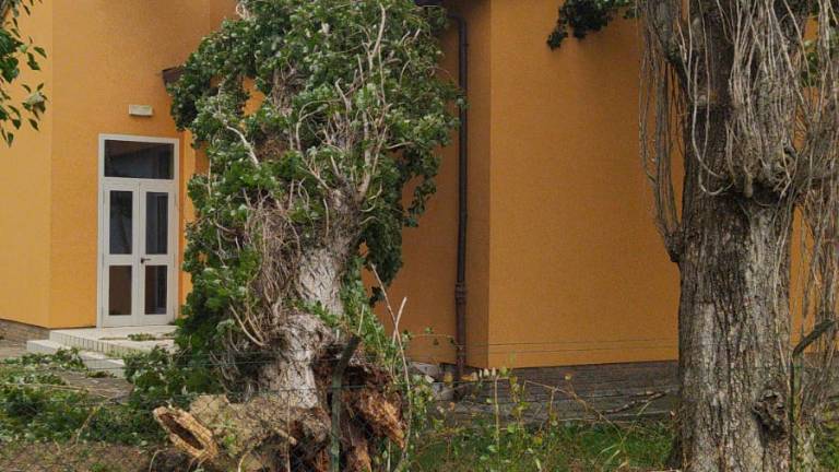 Vento a Ravenna, alberi caduti nella scuola di Filetto - Gallery Vento a Ravenna, alberi caduti nella scuola di Filetto - Gallery