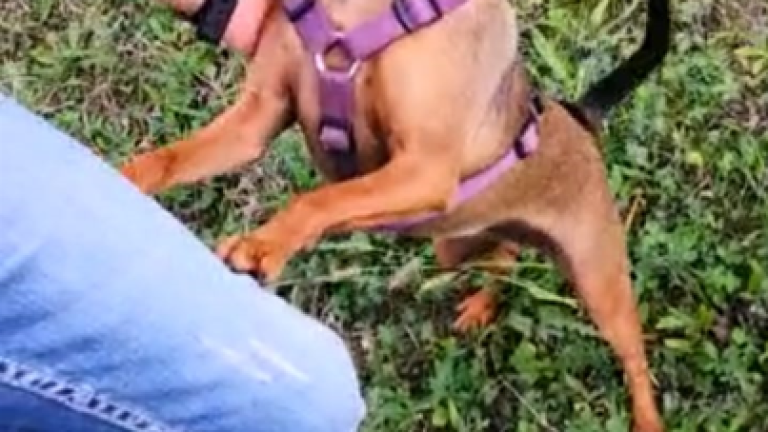 Sant'Agata, polpette avvelenate uccidono un cane, un altro salvo per miracolo Sant'Agata, polpette avvelenate uccidono un cane, un altro salvo per miracolo
