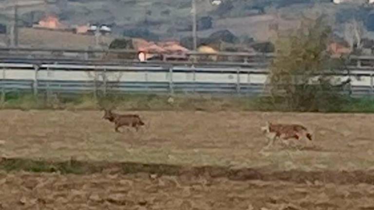 Due lupi immortalati a Rimini nella zona dei Padulli Due lupi immortalati a Rimini nella zona dei Padulli