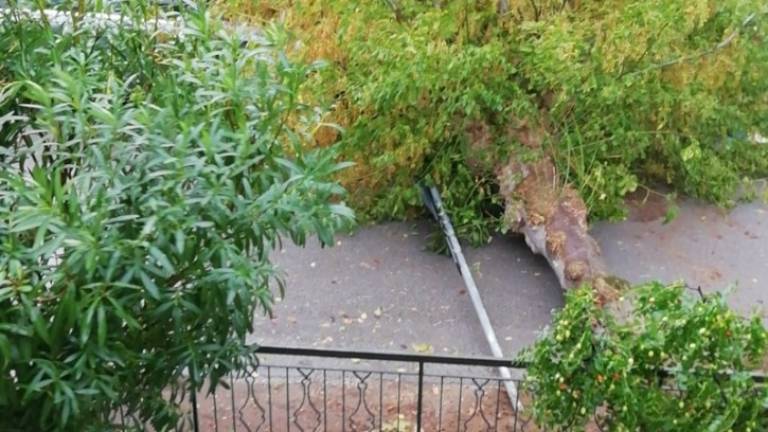 Maltempo a Gatteo Mare, il cantante Moreno il Biondo: Sotto quell'albero c'è la mia auto Maltempo a Gatteo Mare, il cantante Moreno il Biondo: Sotto quell'albero c'è la mia auto